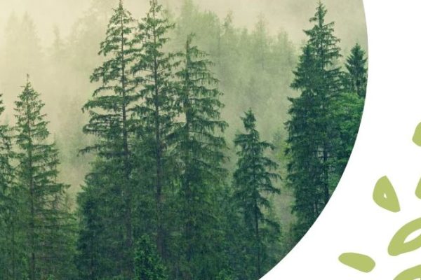APRÍLOVÉ POTULKY MESTOM - APRÍL MESIAC LESOV - LESY SLOVENSKEJ REPUBLIKY
